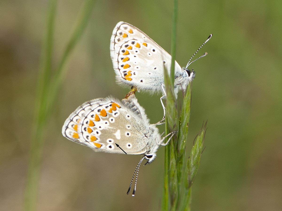 Kopula